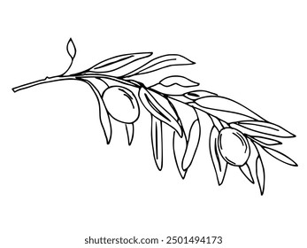 Olive Branch with Olives isolated on white background. Hand drawn Vector illustration in outline style. Black and White line art for cards, logos and food, cosmetic design.