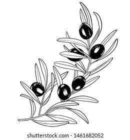 Olive branch, Olives oil sign, Healthy products label, Organic cosmetics, Eco food