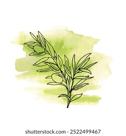 Sucursal de azeitona com azeitonas no fundo de Aquarela verde. Ilustração de vetor desenhada à mão em estilo de contorno. Arte em linha para cartões, cartazes e logotipos.