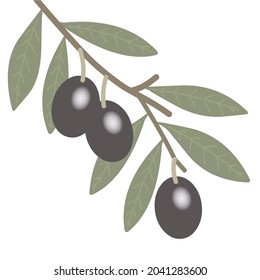 Olive branch with olives on white background 