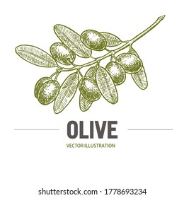 Olive branch with olives sketch. Olive branch logo. Olives hand drawn isolated, vintage olive tree with leaves over. Italian cuisine.