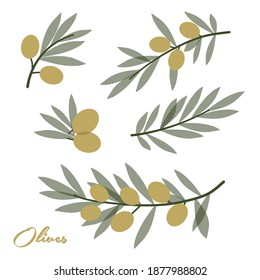 olive branch with olives, Vector, Branch - part of plant