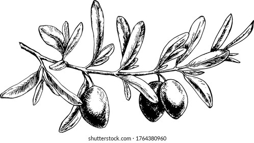 Olive branch on a white background. Black and white vektor illustration.