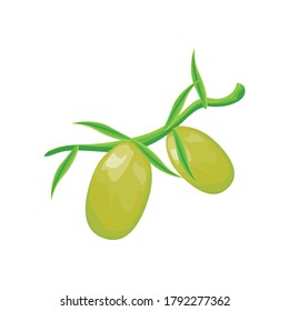 olive branch on white background vector illustration design