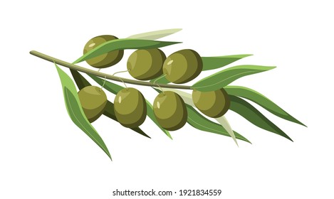 Olive branch on a white background. Plant