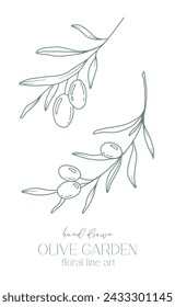 Rama de olivo sobre fondo blanco ilustración vectorial. Dibujo de línea de aceitunas. Ramas de Olivo en blanco y negro. Línea Floral Art. Línea Fina Aceitunas ilustración. Aceituna dibujada a mano. Invitación de boda verde