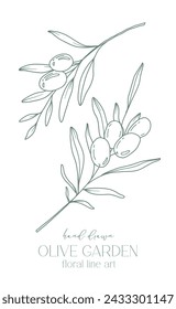 Rama de olivo sobre fondo blanco ilustración vectorial. Dibujo de línea de aceitunas. Ramas de Olivo en blanco y negro. Línea Floral Art. Línea Fina Aceitunas ilustración. Aceituna dibujada a mano. Invitación de boda verde