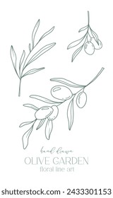 Olive branch on white background vector illustration. Olives Line Drawing. Black and white Olive Branches. Floral Line Art. Fine Line Olives illustration. Hand Drawn Olive. Wedding invitation greenery