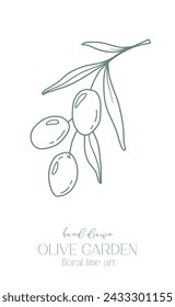 Rama de olivo sobre fondo blanco ilustración vectorial. Dibujo de línea de aceitunas. Ramas de Olivo en blanco y negro. Línea Floral Art. Línea Fina Aceitunas ilustración. Aceituna dibujada a mano. Invitación de boda verde