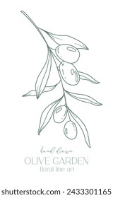 Rama de olivo sobre fondo blanco ilustración vectorial. Dibujo de línea de aceitunas. Ramas de Olivo en blanco y negro. Línea Floral Art. Línea Fina Aceitunas ilustración. Aceituna dibujada a mano. Invitación de boda verde