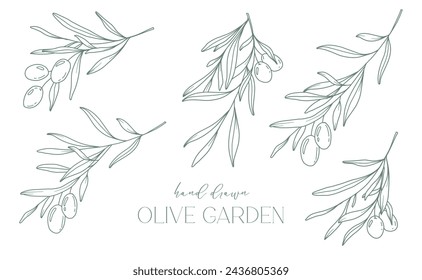 Olive branch on white background vector illustration. Olives Line Drawing. Black and white Olive Branches. Floral Line Art. Fine Line Olives illustration. Hand Drawn Olive. Wedding invitation greenery