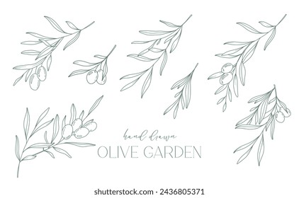 Olive branch on white background vector illustration. Olives Line Drawing. Black and white Olive Branches. Floral Line Art. Fine Line Olives illustration. Hand Drawn Olive. Wedding invitation greenery