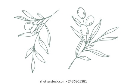 Olive branch on white background vector illustration. Olives Line Drawing. Black and white Olive Branches. Floral Line Art. Fine Line Olives illustration. Hand Drawn Olive. Wedding invitation greenery