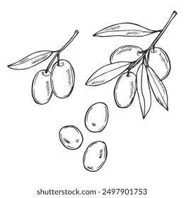 Olivenzweig auf weißem Hintergrund, Vektorgrafik. Öllinienzeichnung. Schwarz-weiße Olivenzweige. Blumen Linie Art. Feine Linie Oliven Illustration. Handgezeichnetes Olivenöl. Hochzeitseinladung grün