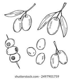 Olive branch on white background vector illustration. Olives Line Drawing. Black and white Olive Branches. Floral Line Art. Fine Line Olives illustration. Hand Drawn Olive. Wedding invitation greenery