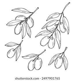 Olive branch on white background vector illustration. Olives Line Drawing. Black and white Olive Branches. Floral Line Art. Fine Line Olives illustration. Hand Drawn Olive. Wedding invitation greenery