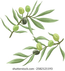 Olive Branch painting botanical Illustration