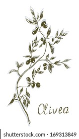 Olive branch painting hand drawn design