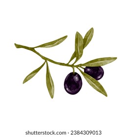 Olive branch with ripe berries of olives with green leaves. Vector graphics.