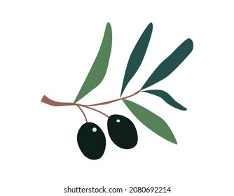 Rama de olivo con bayas maduras. Ilustración de color vectorial aislada en fondo blanco. Para redes sociales, postales, publicidad, impresión.