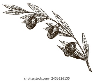 Olive branch with ripe fruits and leaves, sketch, fresh raw food, vector, hand drawing isolated on white