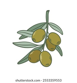 Olive branch with ripe green fruits
