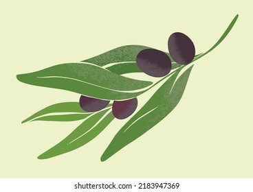 Olive branch with ripe olives. Illustration of local farming. Botanical drawing in modern style. Fresh greens for design.