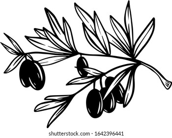 Olive branch of scratch style. Sketch engraving vector illustration. Scratch board style imitation. Black and white hand drawn image.
