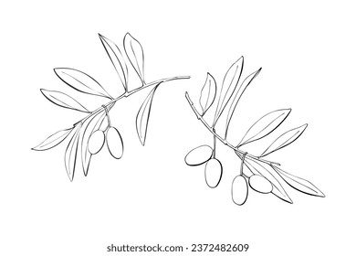 Olive branch set, hand drawn contour illustration.