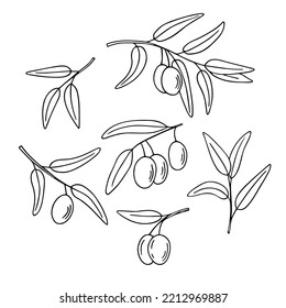 Olive branch set, hand-drawn doodle sketch. Twigs with leaves and fruits outline. Simple minimalistic design. 
Food menu or cosmetic concept decoration. Isolated. Vector illustration