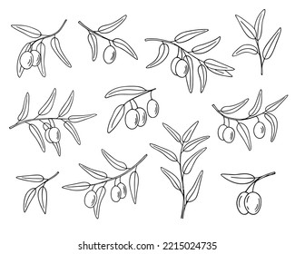 Olive branch set, hand-drawn doodle sketch. Twigs with leaves and fruits outline. Simple minimalistic design.
Food menu or cosmetic concept decoration. Isolated. Vector illustration