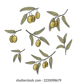 Olivenzweig-Set, handgezeichnete Doodle-Skizze. Zwiebeln mit Blättern und Früchten umreißen. Einfaches minimalistisches Design.Speisekarte oder Dekoration des kosmetischen Konzepts. Einzeln. Vektorgrafik