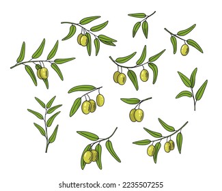Olive branch set, hand-drawn doodle sketch. Twigs with leaves and fruits outline. Simple minimalistic design.Food menu or cosmetic concept decoration. Isolated. Vector illustration