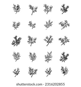 Olive Branchen Set Line Art Vintage Illustration für Ihr Design