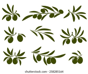olive branch set on white background