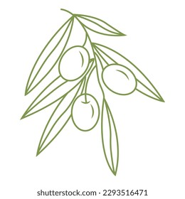 Olive branch. Simple icon in doodle style for your design. Vector illustration.