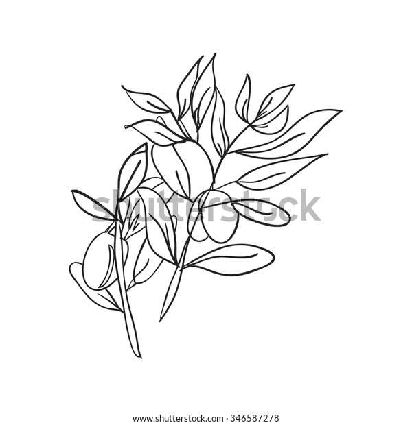 Olive Branch Sketch Stock Vector (Royalty Free) 346587278