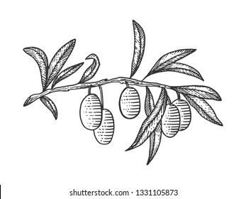 Olive branch sketch engraving vector illustration. Scratch board style imitation. Hand drawn image.