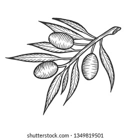 Olive branch sketch engraving vector illustration. Scratch board style imitation. Hand drawn image.