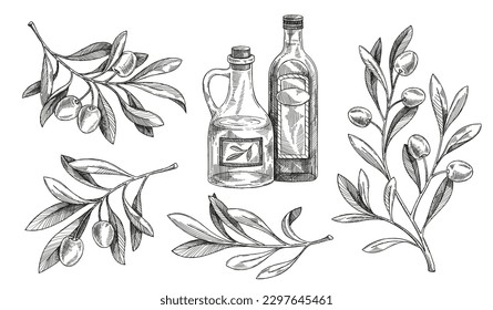 Esbozo de bifurcación de oliva. Aceite extraído a mano en botellas de vidrio, follaje y hojas. Planta madura para la agricultura. Hojas grabadas y flores con fruta. Colección lineal vectorial aislada en fondo blanco