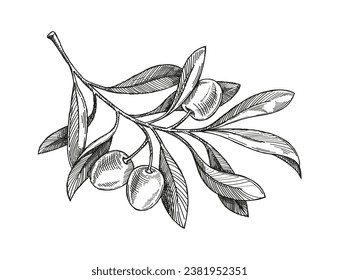 Olive branch sketch. Minimalistic creativity and art. Engraved silhouette of plant. Branch with leaves and fruit. Poster or banner. Linear flat vector illustration isolated on white background