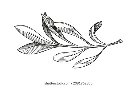 Olive branch sketch. Minimalistic creativity and art. Engraved silhouette of plant. Natural and organic product. Template and layout. Linear flat vector illustration isolated on white background