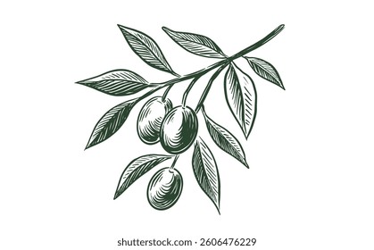 Olive branch sketch with olives and leaves	