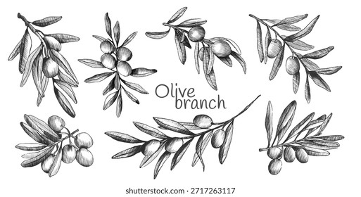 Conjunto de boceto de rama de olivo con ilustraciones botánicas dibujadas a mano. Antiguas grabó las aceitunas y hojas de estilo en el arte de la línea negra. Elementos de plantas mediterráneas para la etiqueta de alimentos orgánicos o diseño de menú.