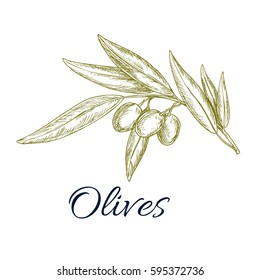 Olive branch sketch. Olive tree twig with ripe fruit and leaves for food packaging, mediterranean cuisine menu, organic farm and agriculture themes design