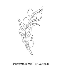 Olive Branch Sketch Vector Drawing