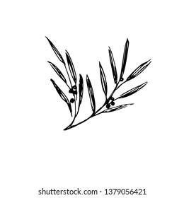 Olive branch. Sketch. Vector illustration.