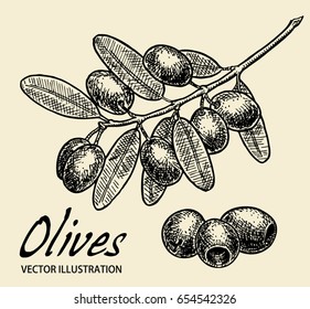 Olive branch sketch vector illustration, olives hand drawn isolated, vintage olive tree with leaves over. Italian cuisine.