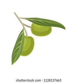 Olive branch, source of edible oil vector Illustration on a white background.