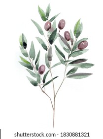 Olive branch. Traced watercolor sketch on white background.